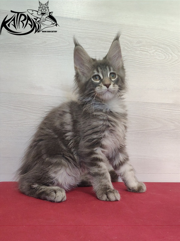 Katran Quentin - Kitten maine-coon 2 months