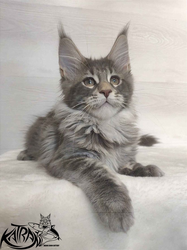 Katran Quentin - Kitten maine-coon 3 months