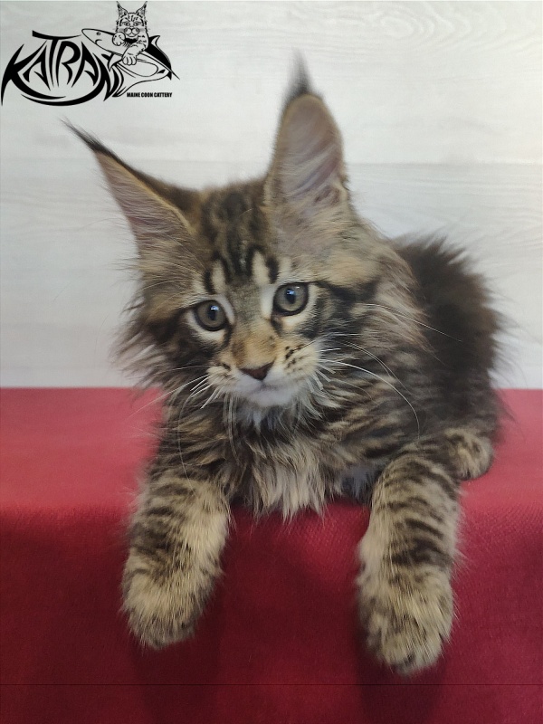 Katran Qaylie - Kitten maine-coon 2 months