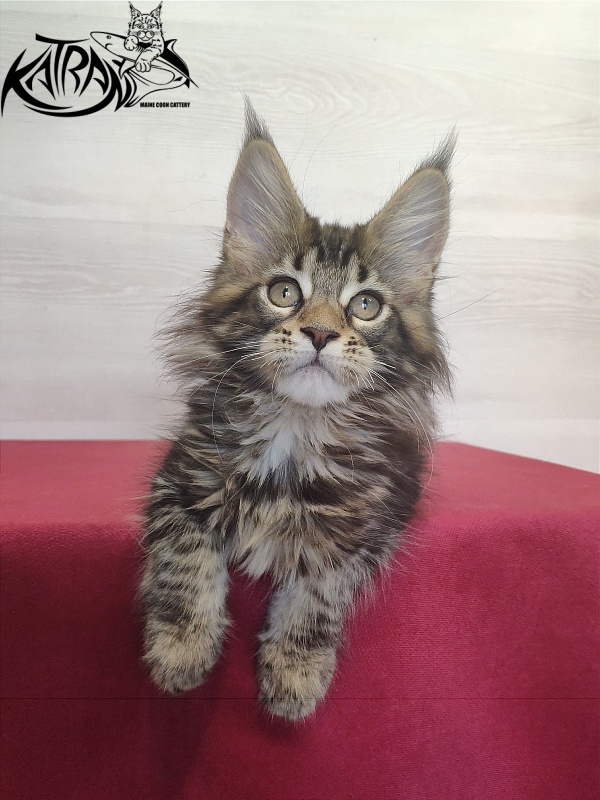 Katran Qaylie - Kitten maine-coon 2 months