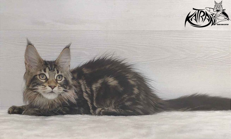 Katran Qaylie - Kitten maine-coon 3 months