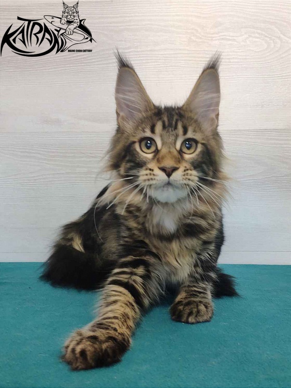Katran Qaylie - Kitten maine-coon 4 months
