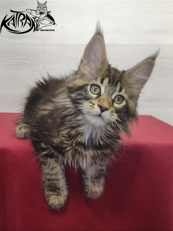Katran Qaylie - Kitten maine-coon 2 months