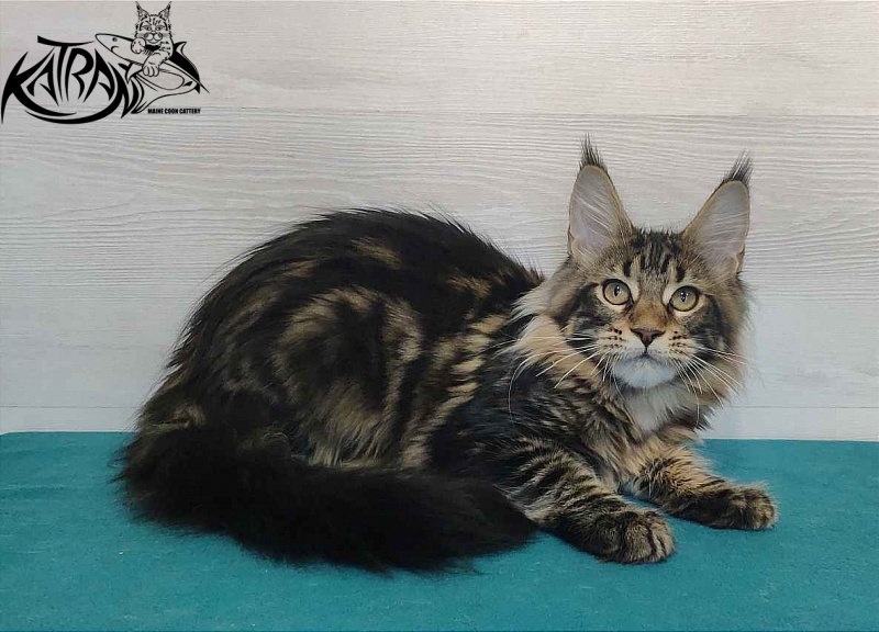 Katran Qaylie - Kitten maine-coon 4 months