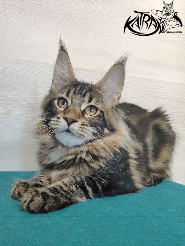 Katran Qaylie - Kitten maine-coon 4 months