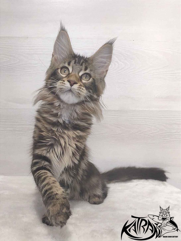 Katran Qaylie - Kitten maine-coon 3 months