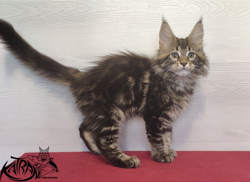 Katran Qaylie - Kitten maine-coon 2 months