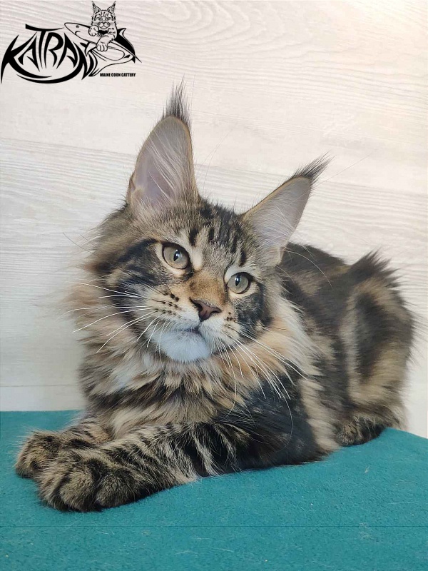 Katran Qaylie - Kitten maine-coon 4 months