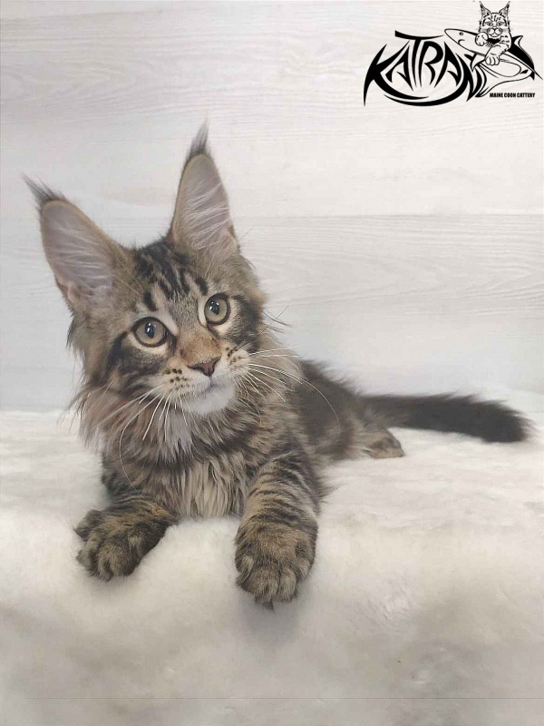 Katran Qaylie - Kitten maine-coon 3 months