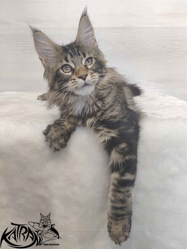 Katran Qaylie - Kitten maine-coon 3 months