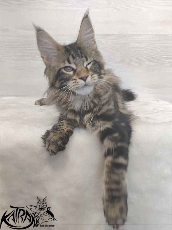 Katran Qaylie - Kitten maine-coon 3 months