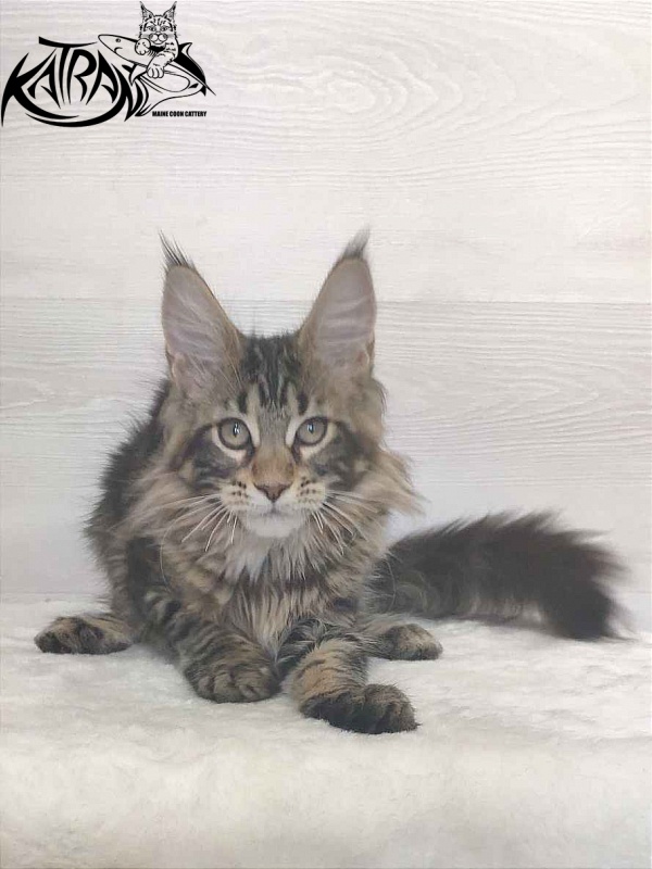 Katran Qaylie - Kitten maine-coon 3 months