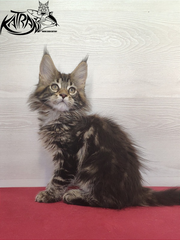 Katran Qaylie - Kitten maine-coon 2 months