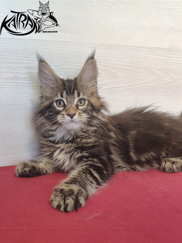 Katran Qaylie - Kitten maine-coon 2 months