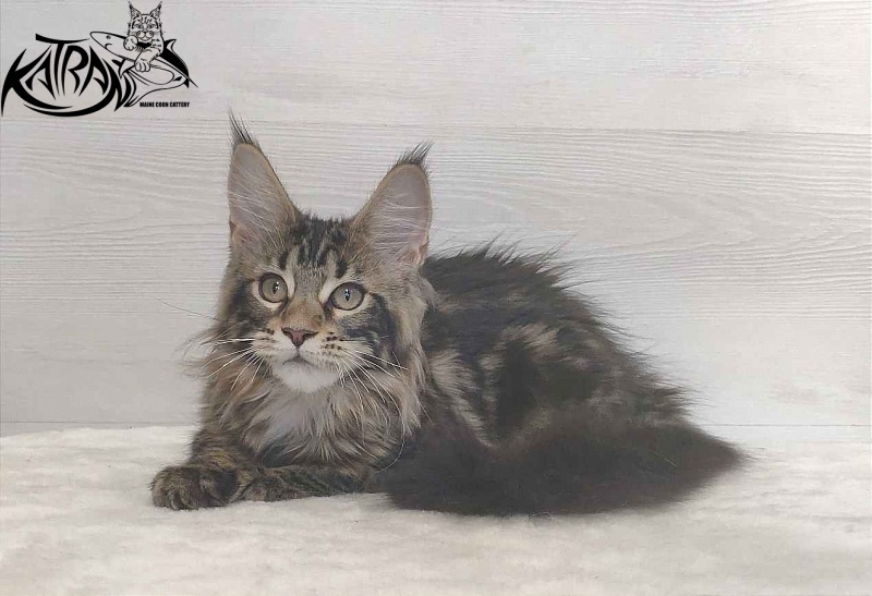 Katran Qaylie - Kitten maine-coon 3 months