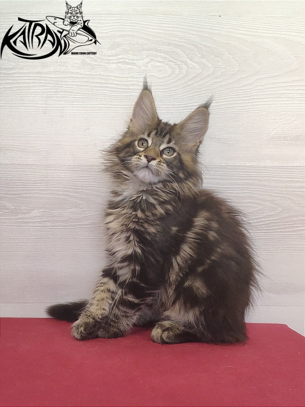 Katran Qaylie - Kitten maine-coon 2 months