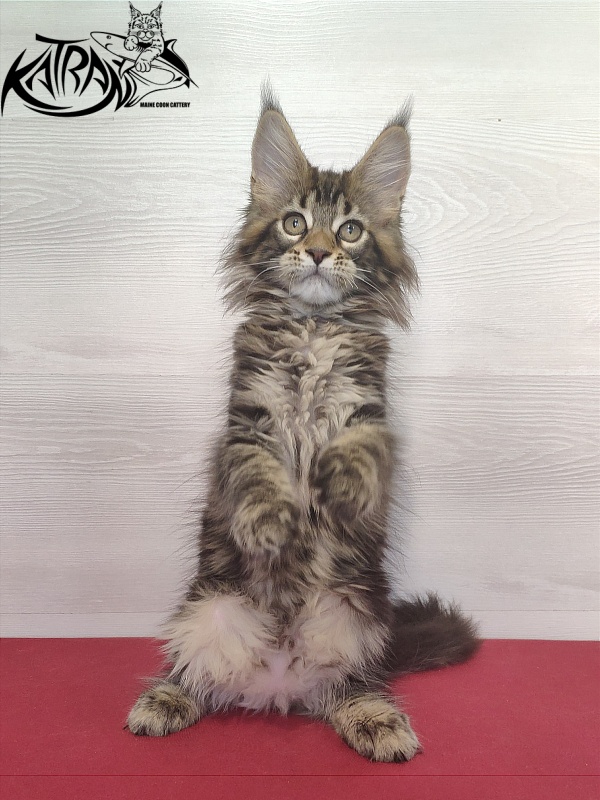 Katran Qaylie - Kitten maine-coon 2 months
