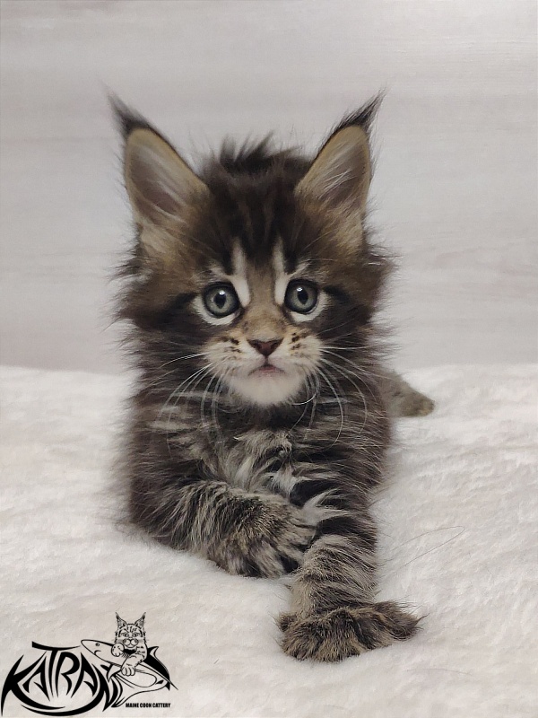 Katran Qaylie - Kitten maine-coon 1 month