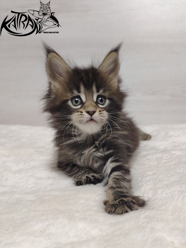 Katran Qaylie - Kitten maine-coon 1 month