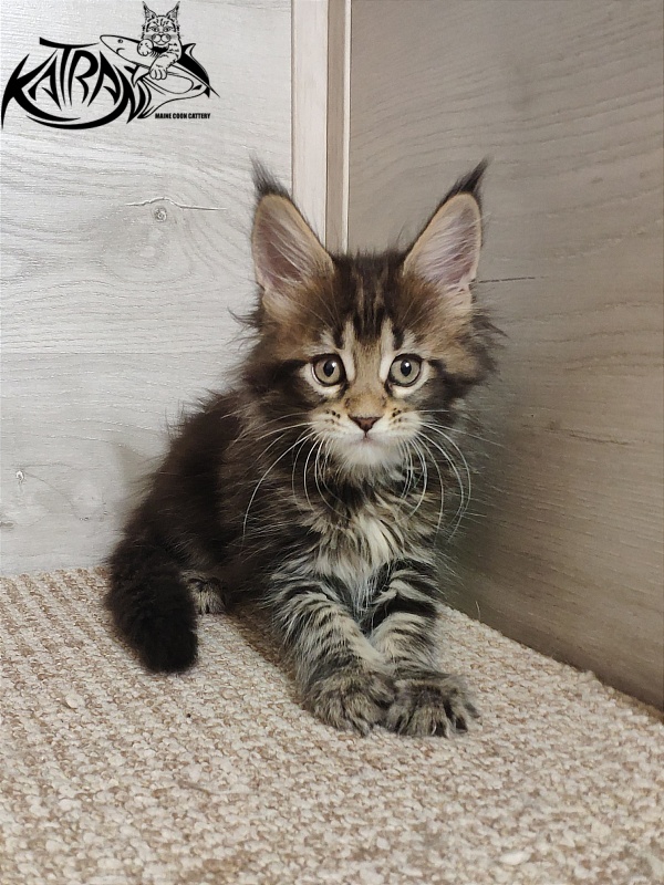 Katran Qaylie - Kitten maine-coon 1 month 2 weeks