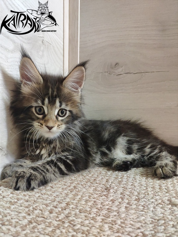 Katran Qaylie - Kitten maine-coon 1 month 2 weeks