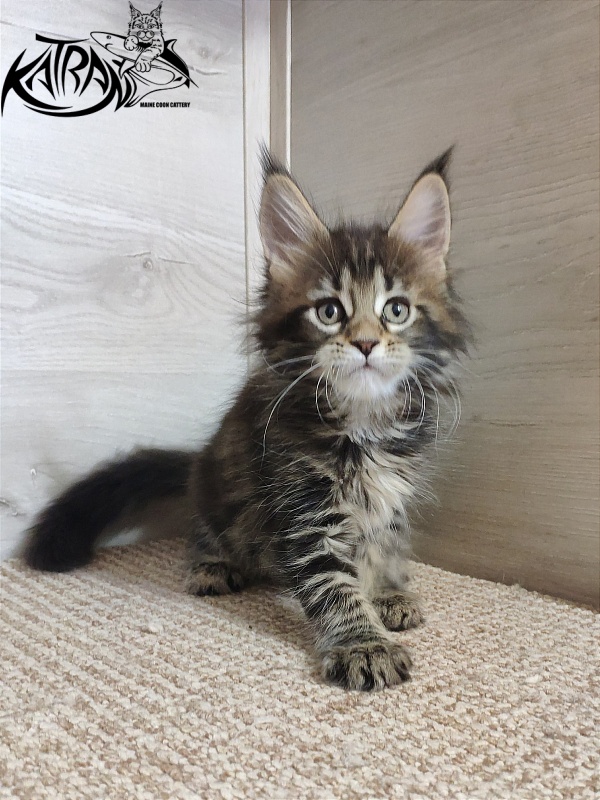 Katran Qaylie - Kitten maine-coon 1 month 2 weeks