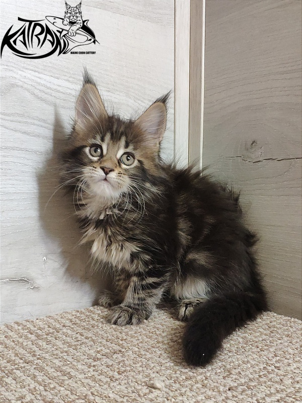 Katran Qaylie - Kitten maine-coon 1 month 2 weeks