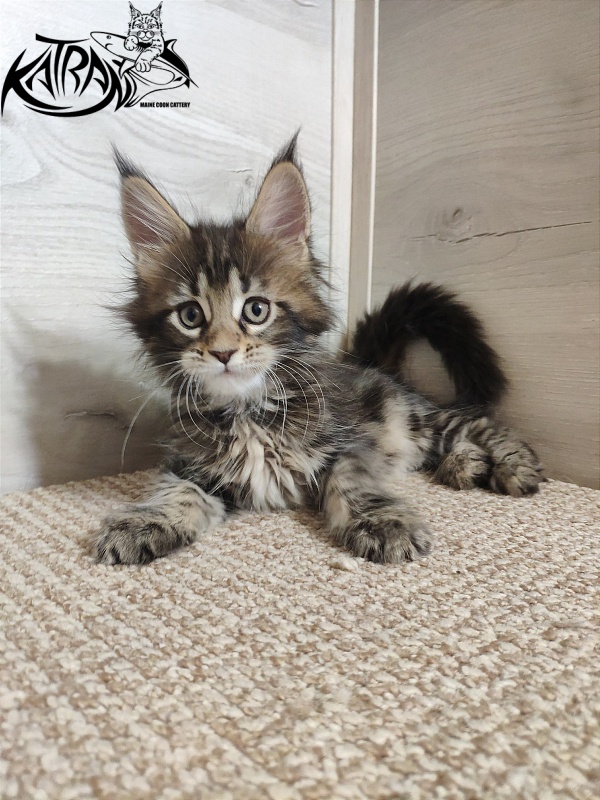 Katran Qaylie - Kitten maine-coon 1 month 2 weeks