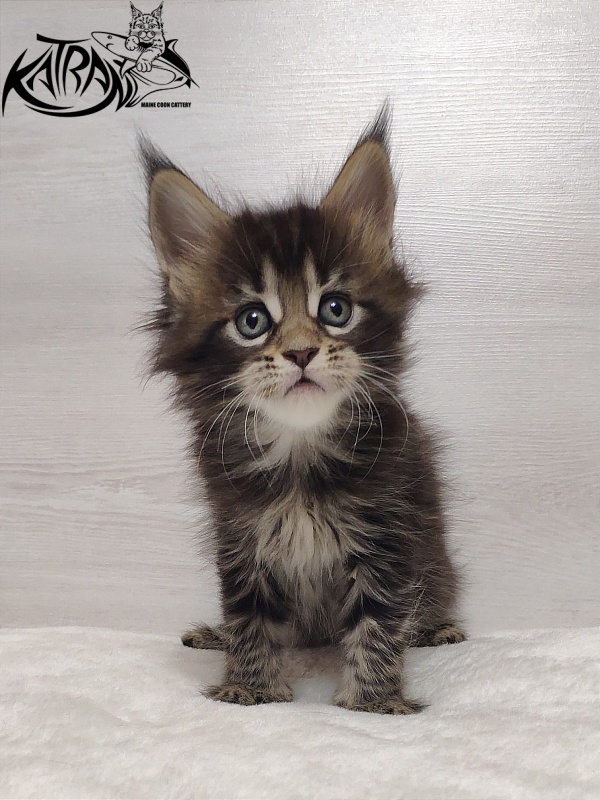Katran Qaylie - Kitten maine-coon 1 month