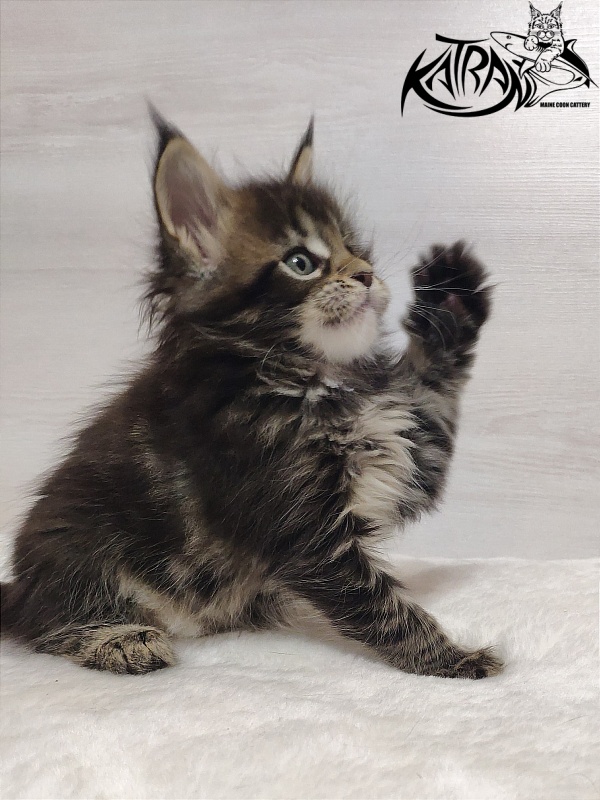 Katran Qaylie - Kitten maine-coon 1 month