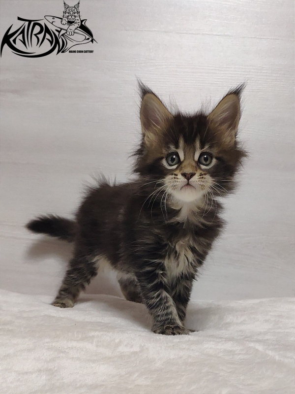 Katran Qaylie - Kitten maine-coon 1 month