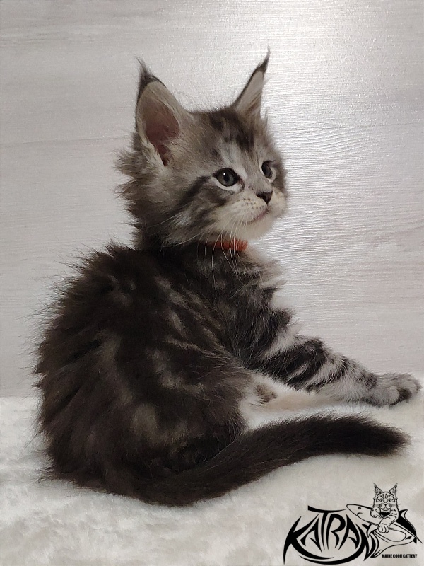Katran Queen Margo - Kitten maine-coon 1 month