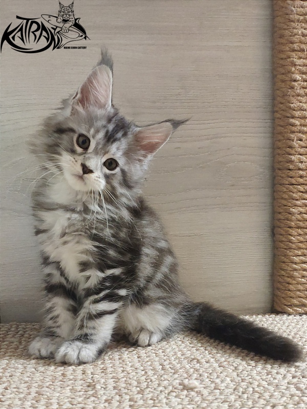 Katran Queen Margo - Kitten maine-coon 1 month 2 weeks