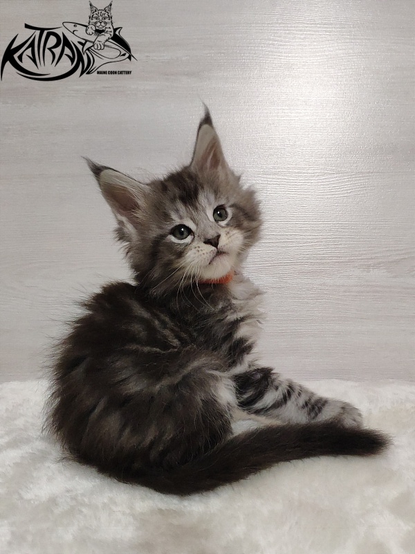 Katran Queen Margo - Kitten maine-coon 1 month