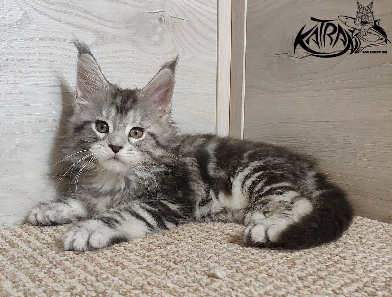 Katran Queen Margo - Kitten maine-coon 1 month 2 weeks