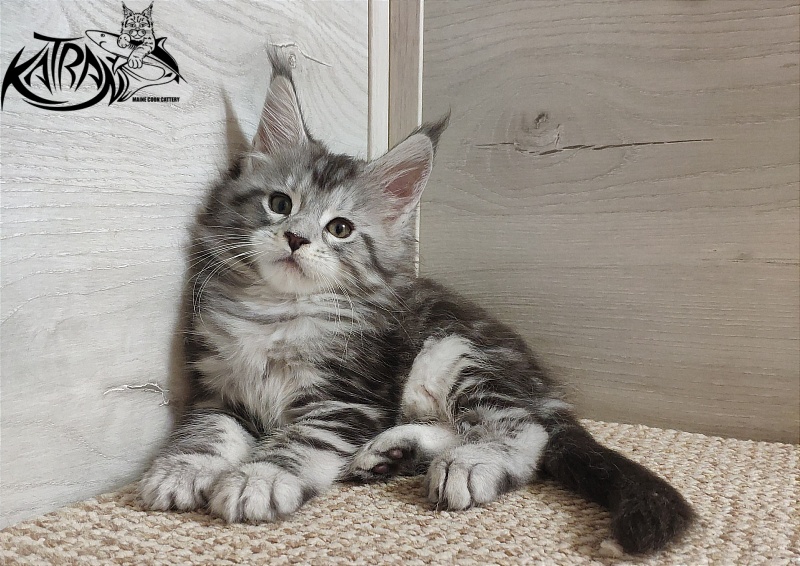 Katran Queen Margo - Kitten maine-coon 1 month 2 weeks