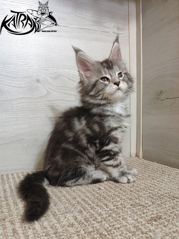 Katran Queen Margo - Kitten maine-coon 1 month 2 weeks