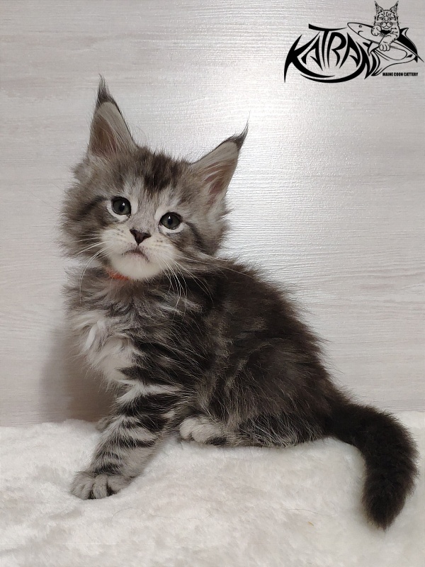 Katran Queen Margo - Kitten maine-coon 1 month