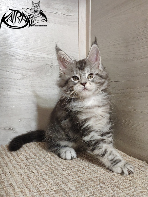 Katran Queen Margo - Kitten maine-coon 1 month 2 weeks