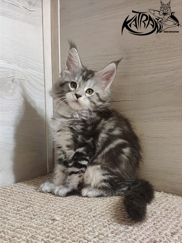 Katran Queen Margo - Kitten maine-coon 1 month 2 weeks