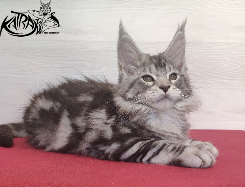 Katran Queen Margo - Kitten maine-coon 2 months
