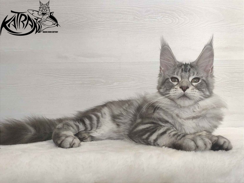 Katran Queen Margo - Kitten maine-coon 3 months