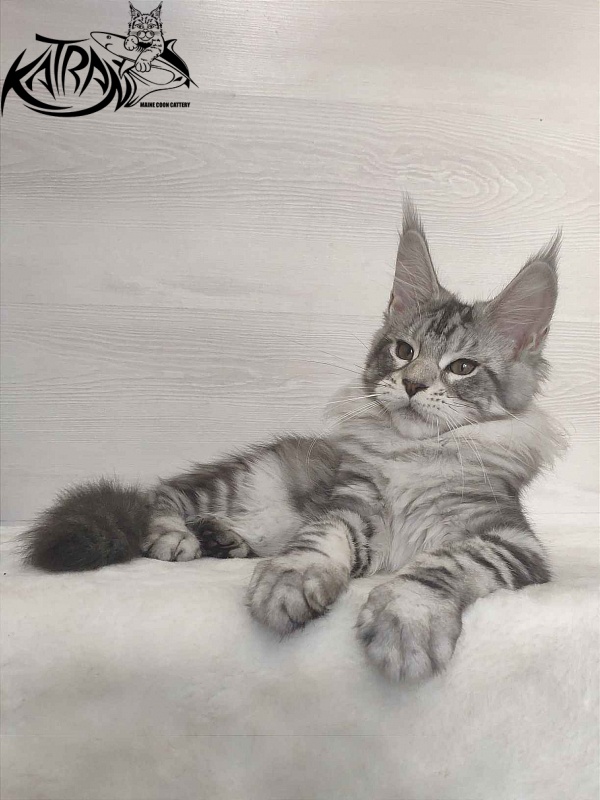 Katran Queen Margo - Kitten maine-coon 3 months