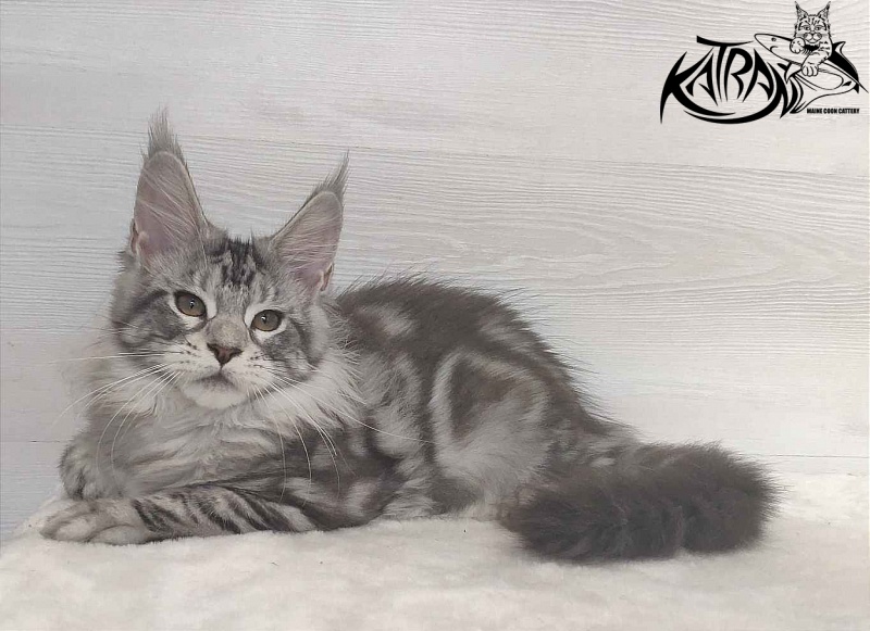 Katran Queen Margo - Kitten maine-coon 3 months