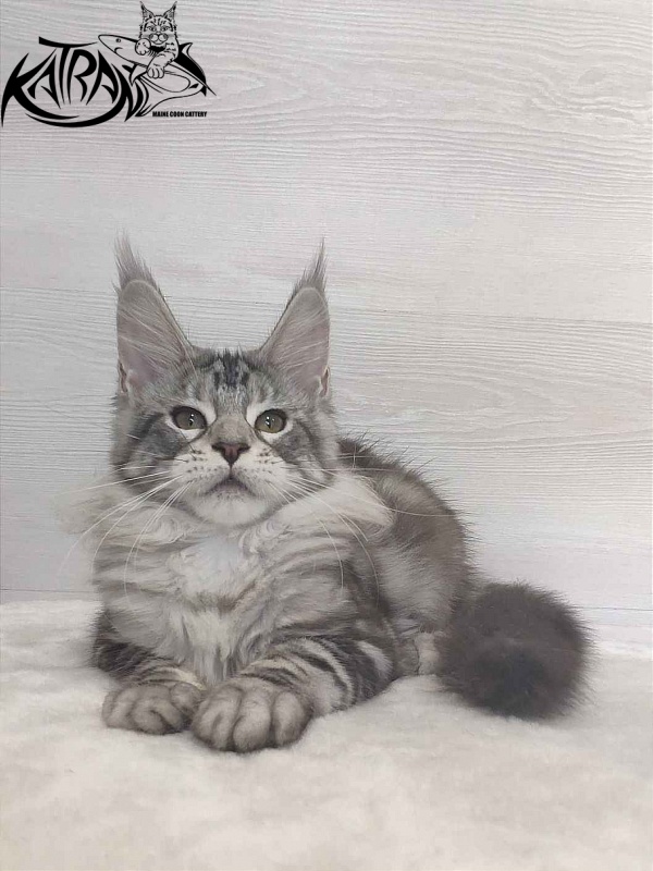 Katran Queen Margo - Kitten maine-coon 3 months
