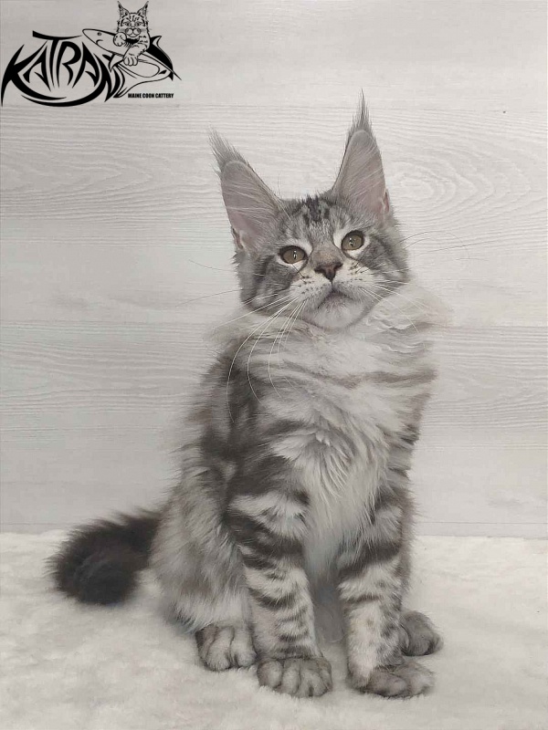 Katran Queen Margo - Kitten maine-coon 3 months