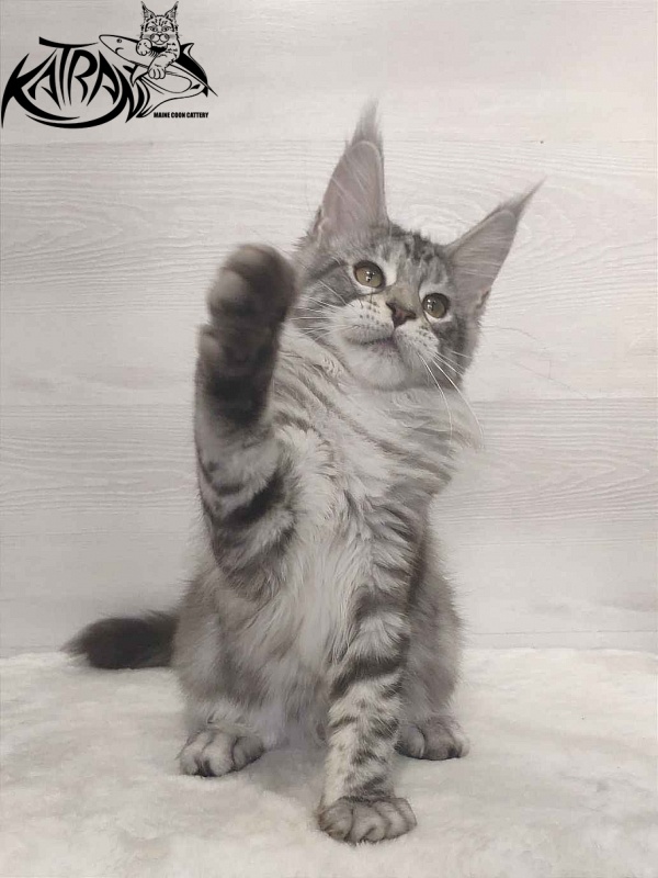 Katran Queen Margo - Kitten maine-coon 3 months