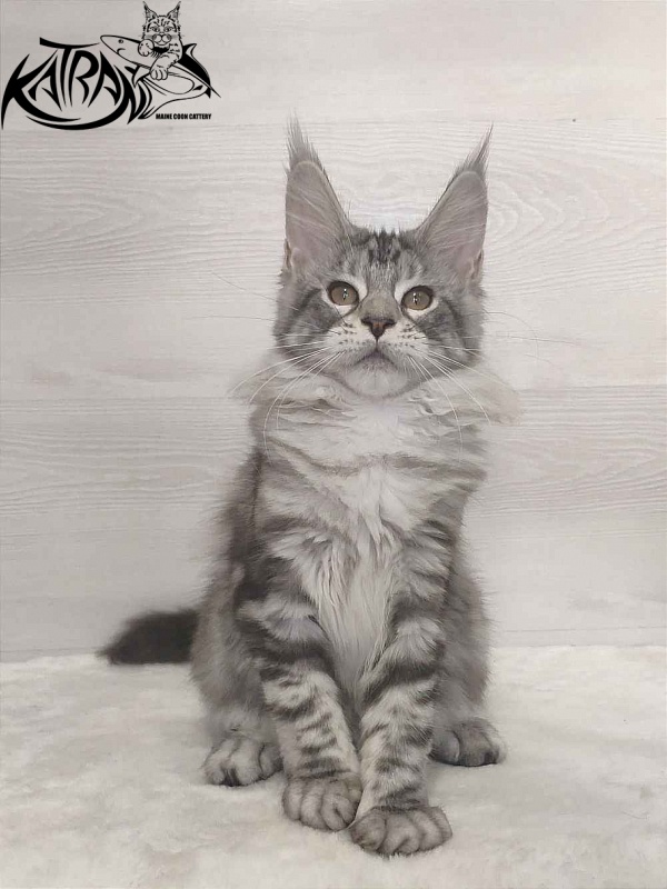 Katran Queen Margo - Kitten maine-coon 3 months