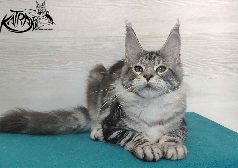 Katran Queen Margo - Kitten maine-coon 4 months