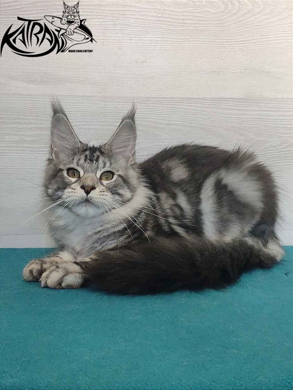Katran Queen Margo - Kitten maine-coon 4 months